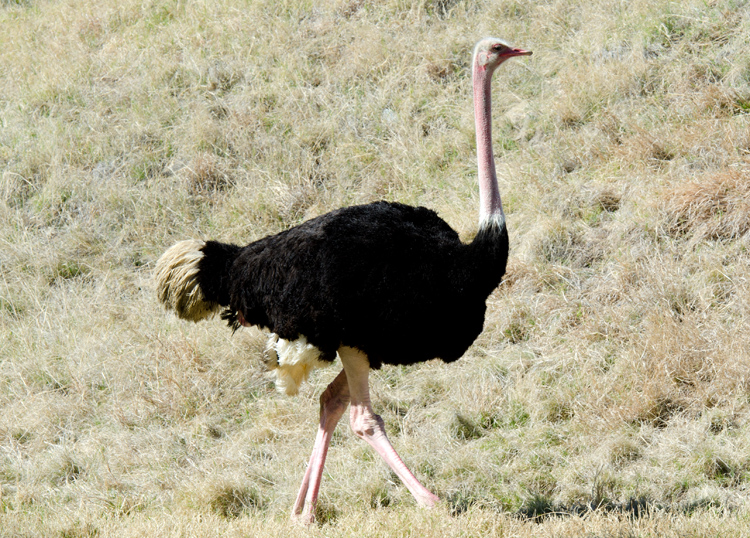 ostrich_276.jpg