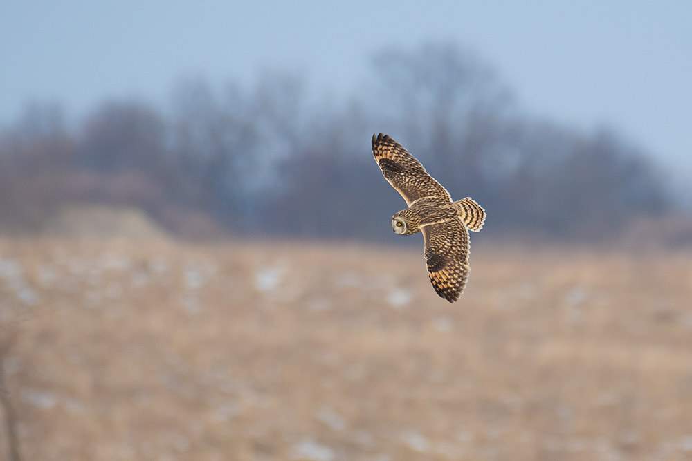 short-eared-owl-in-flight-illinois.jpg