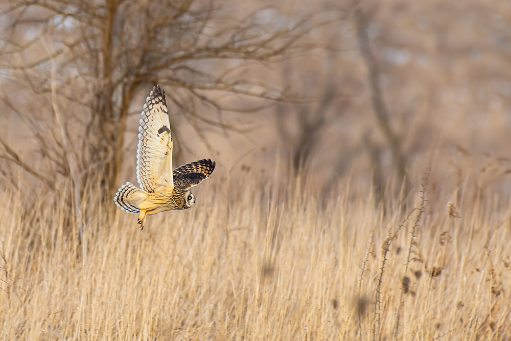 short-eared-owl-in-flight-over-praire.jpg