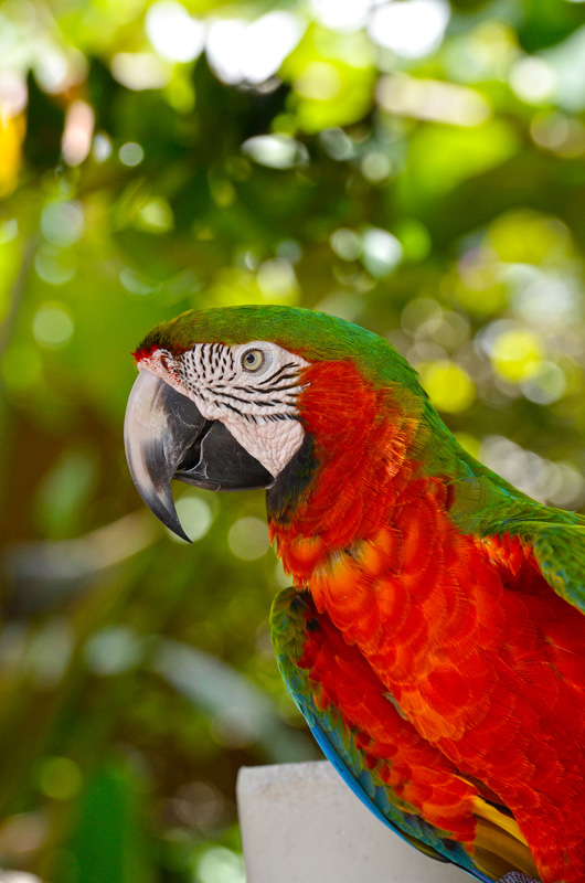 red_macaw_21B.jpg