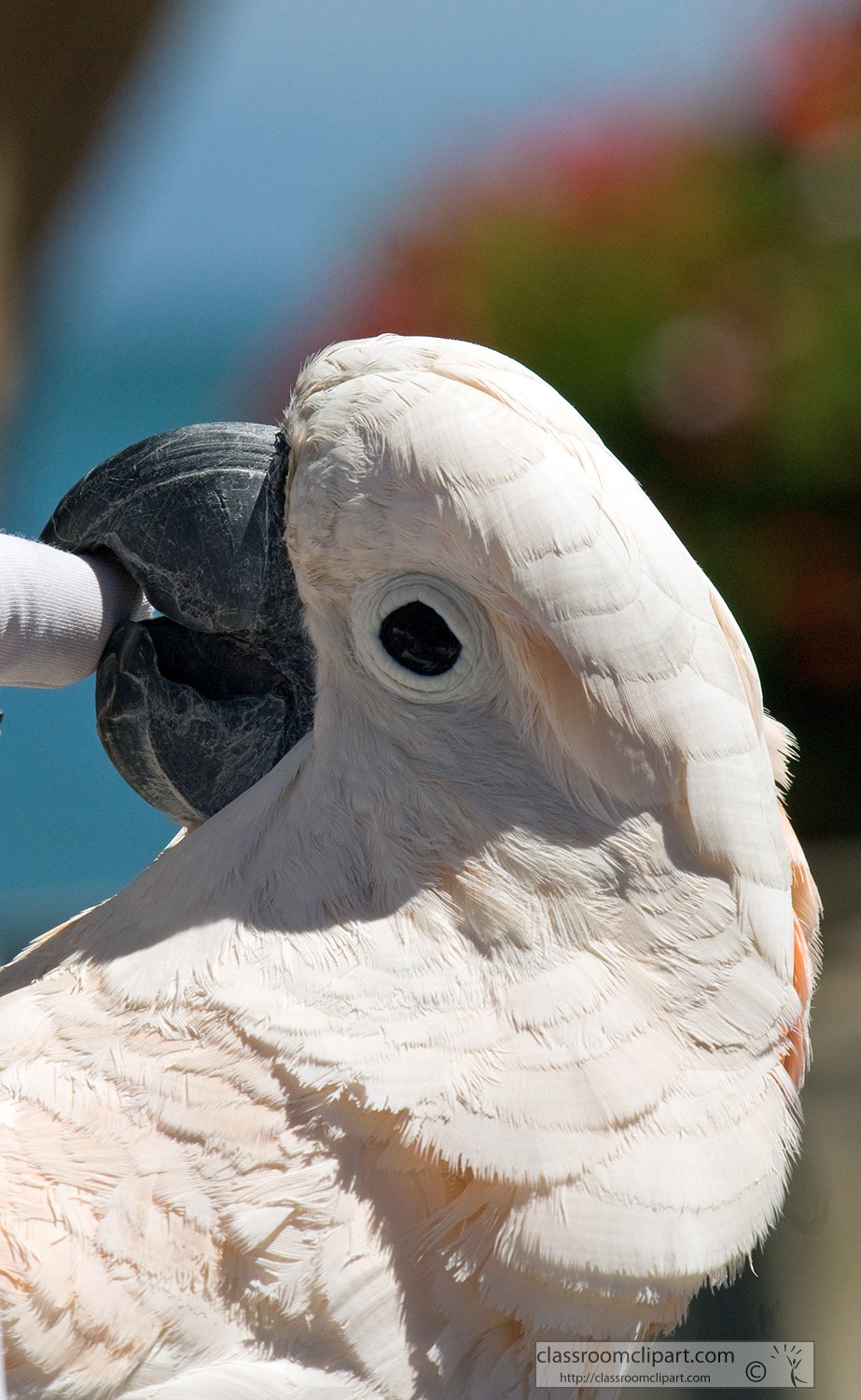 white-cockatoo-parrot-858.jpg