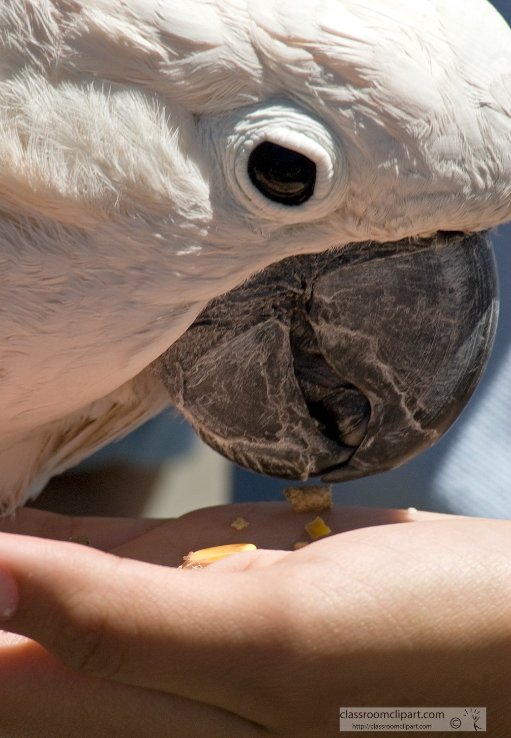 white-cockatoo-parrot-eating-food-from-hand.jpg