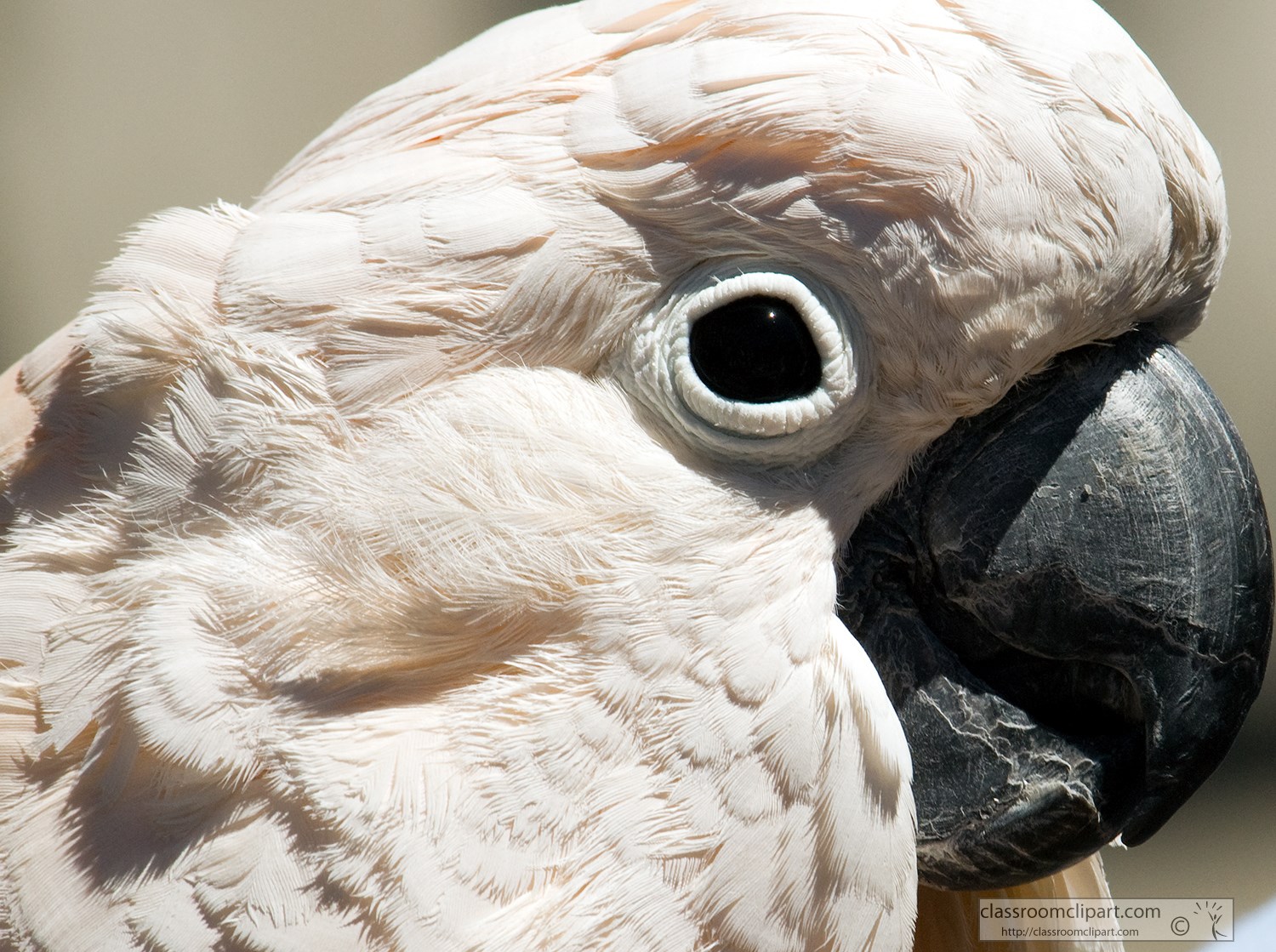 white-cockatoo-parrot-side-view-closeup.jpg