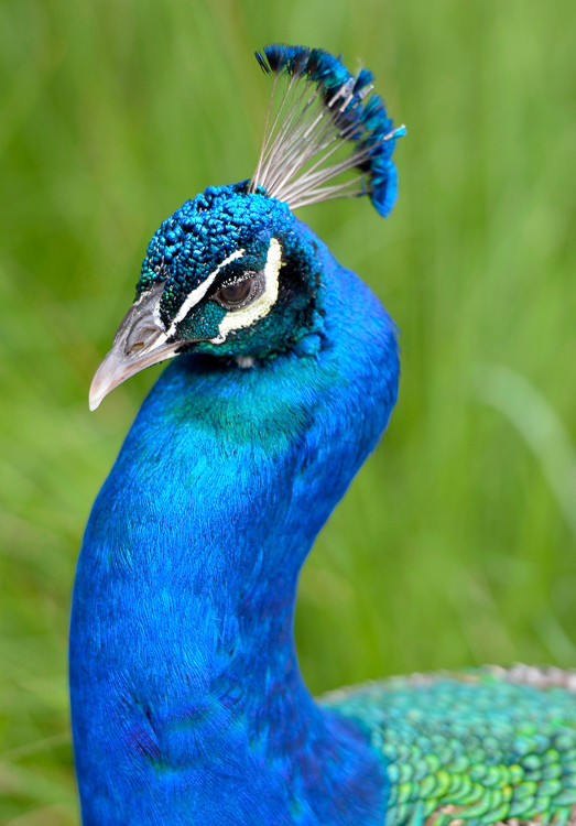 close-up-head-peacock-1011.jpg
