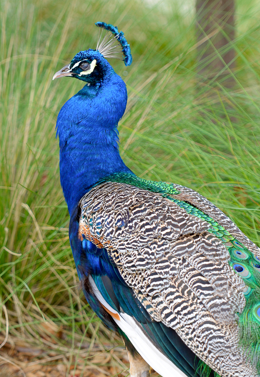 peacock-1462A.jpg