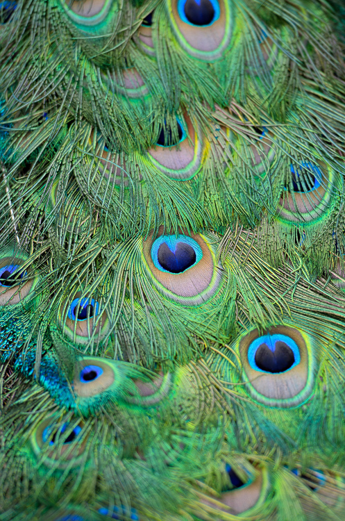 peacock-1466A.jpg