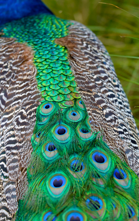peacock-1470A.jpg
