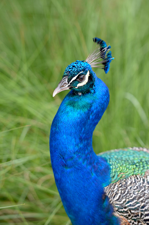 peacock-1482A.jpg