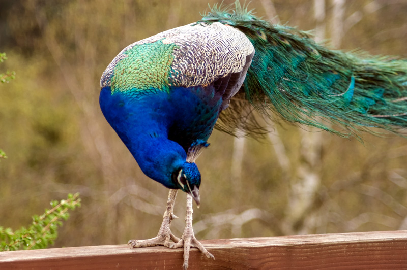 peacock-bird-picture-6614.jpg