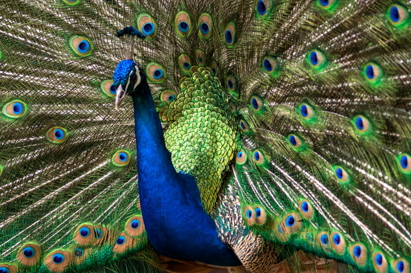 peacock-bird-picture-6632.jpg