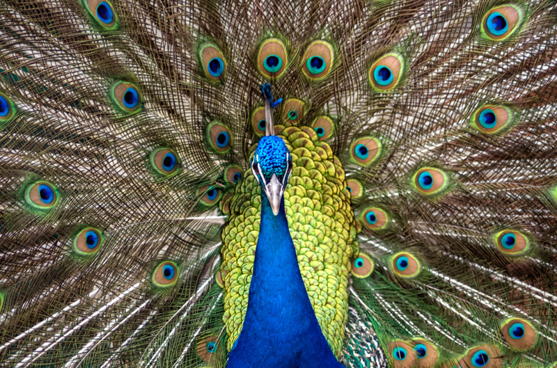 peacock-bird-picture-6636.jpg