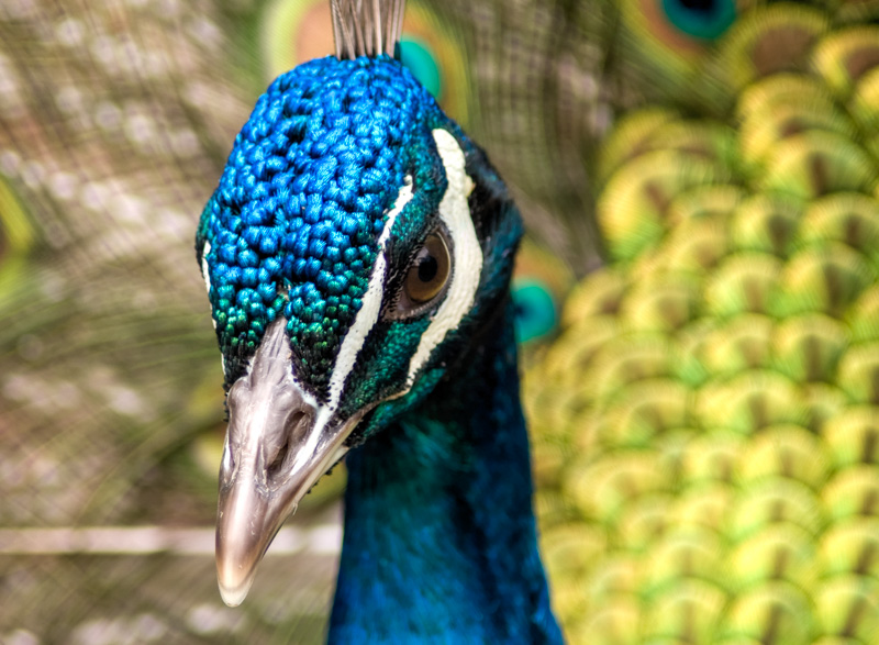 peacock-bird-picture-6659.jpg