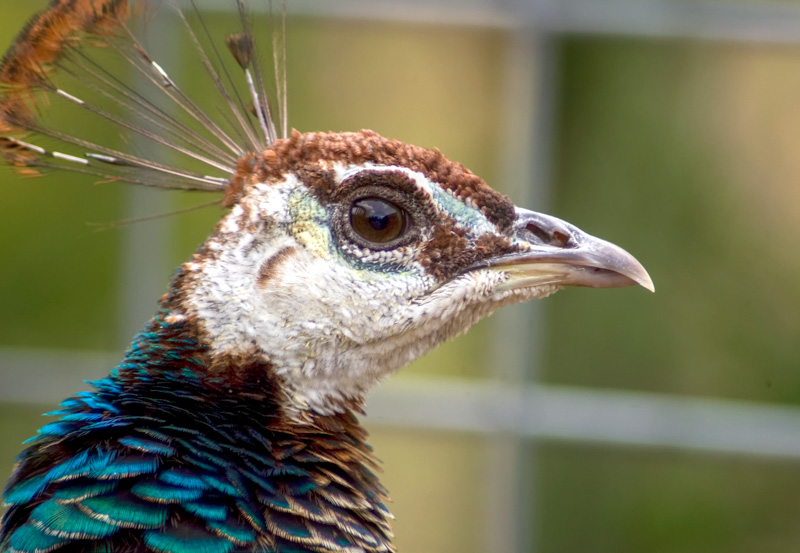 peacock-bird-picture-6675.jpg
