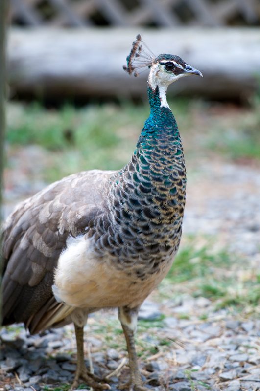 peacock-huntsville-alabama-photo-662.jpg
