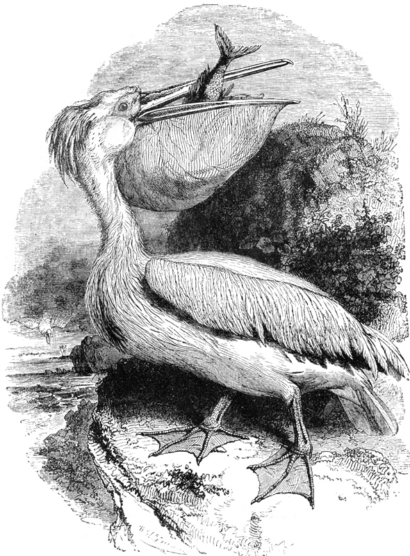 334-white-pelican.jpg
