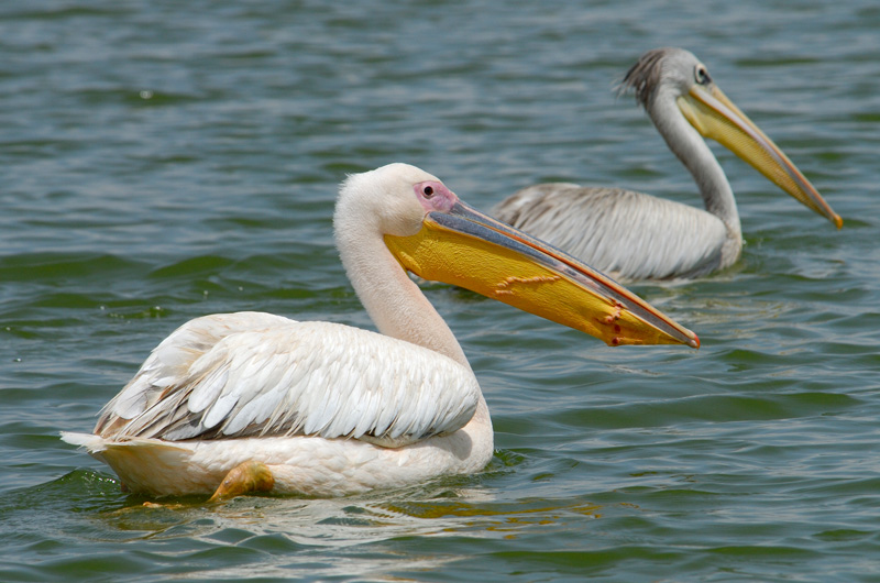 pelican-africa-106.jpg
