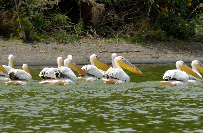pelican-africa-111.jpg