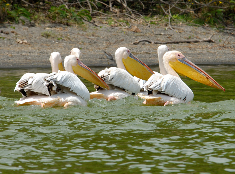 pelican-africa-112.jpg