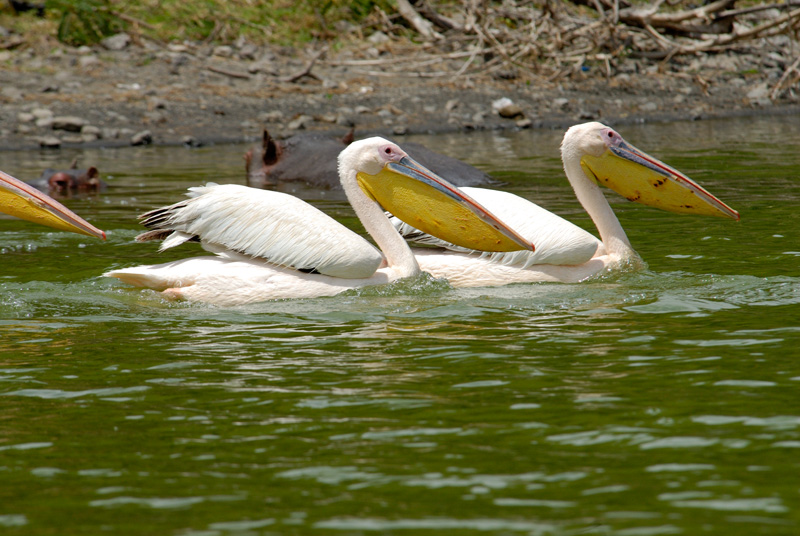pelican-africa-113.jpg