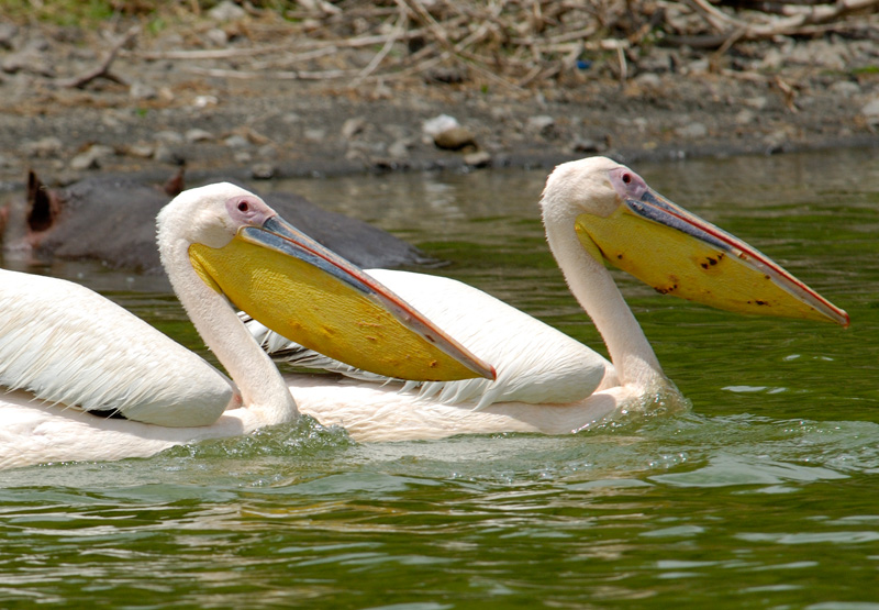 pelican-africa-114.jpg