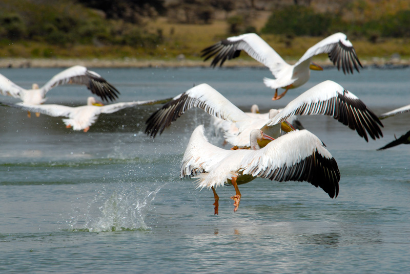 pelican-africa-122.jpg