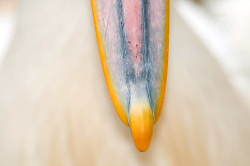 pelican-bali-6050.jpg