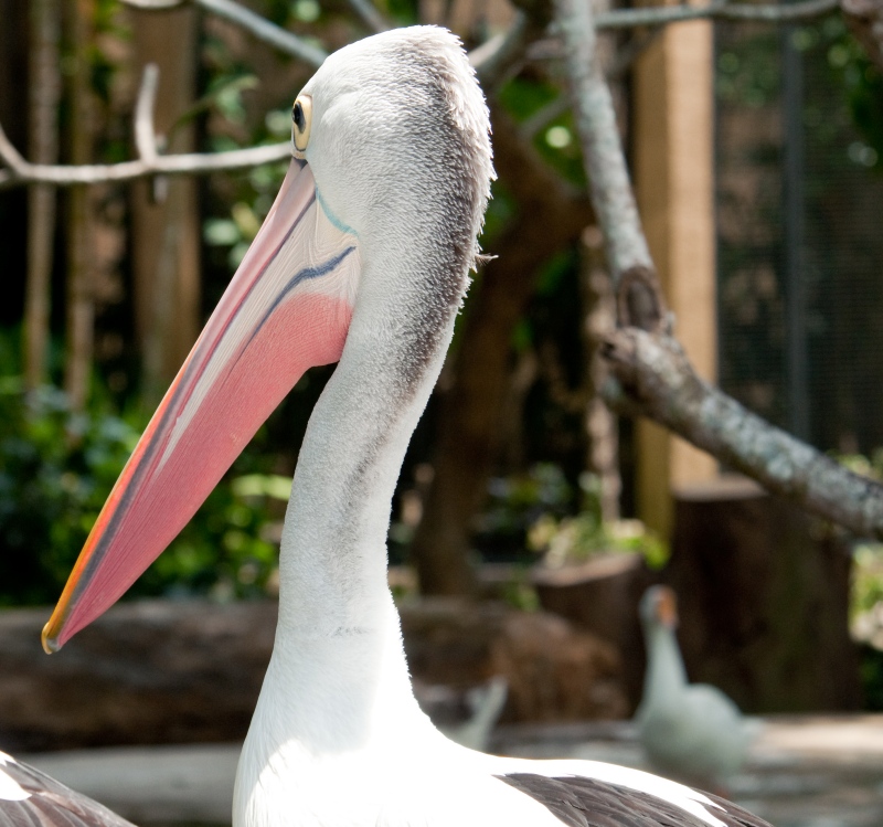 pelican-bali-6053.jpg