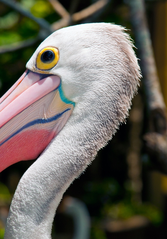 pelican-bali-6054.jpg