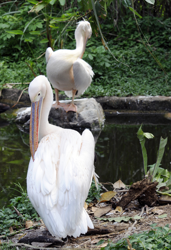 pelican-singapore-8622a.jpg