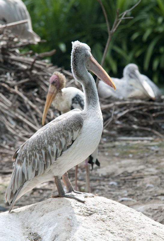 pelican-singapore-9010.jpg