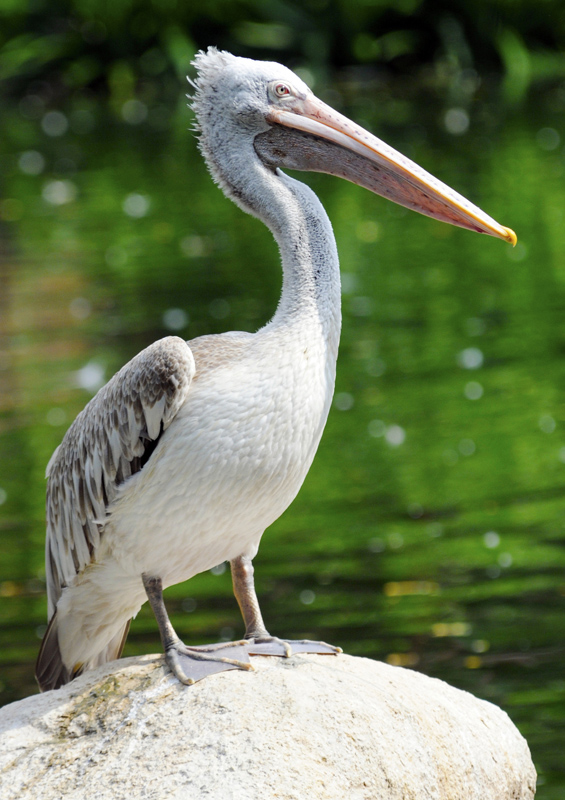 pelican-singapore-9016a.jpg