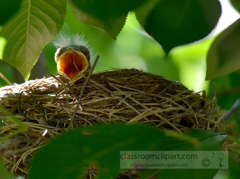 baby-birds-in-nest-photo-4541a.jpg