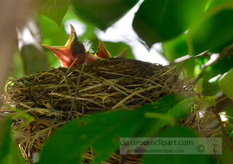 baby-birds-in-nest-photo-4555A.jpg