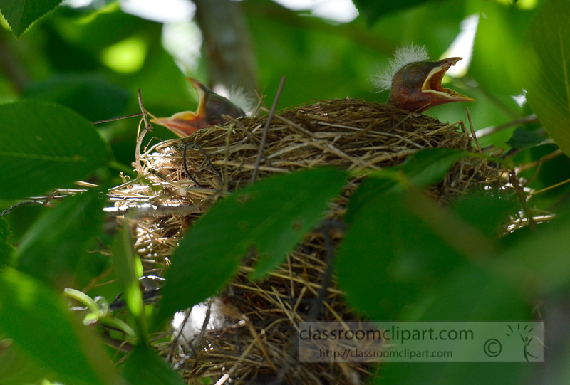 baby-birds-in-nest-photo-4644b.jpg