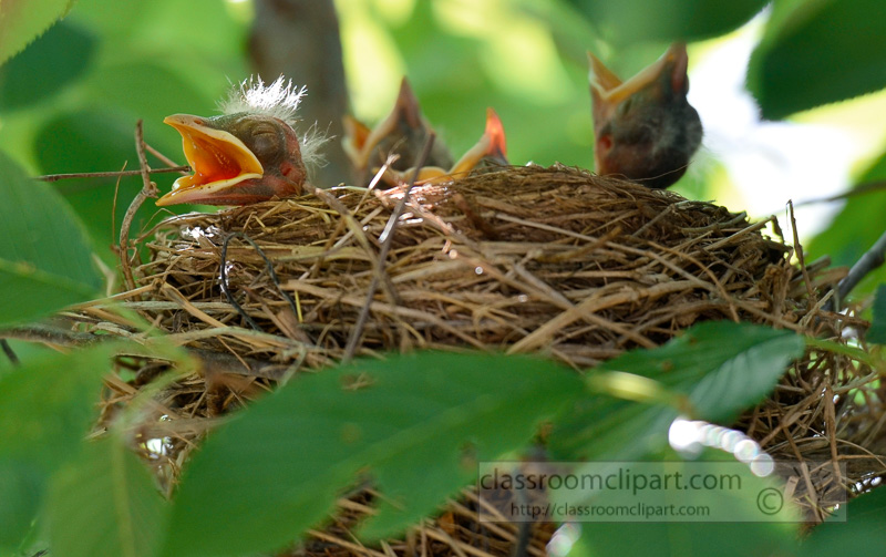 baby-birds-in-nest-photo-4900a.jpg