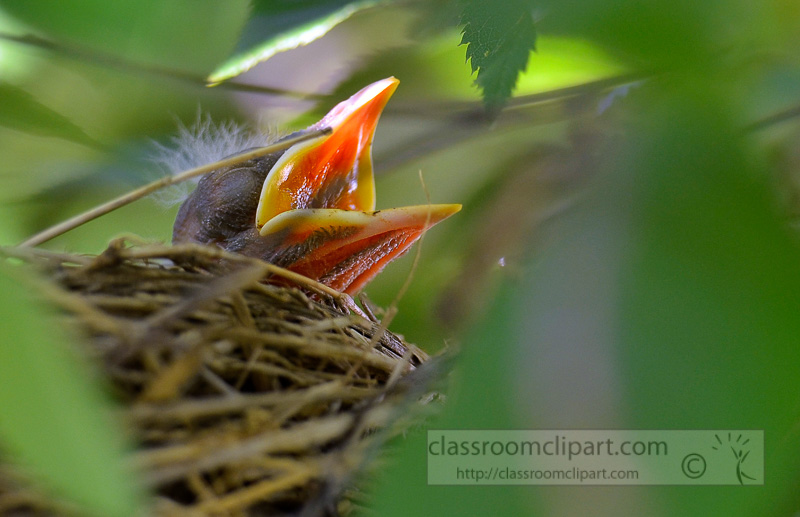 baby-birds-in-nest-photo-4950cc.jpg