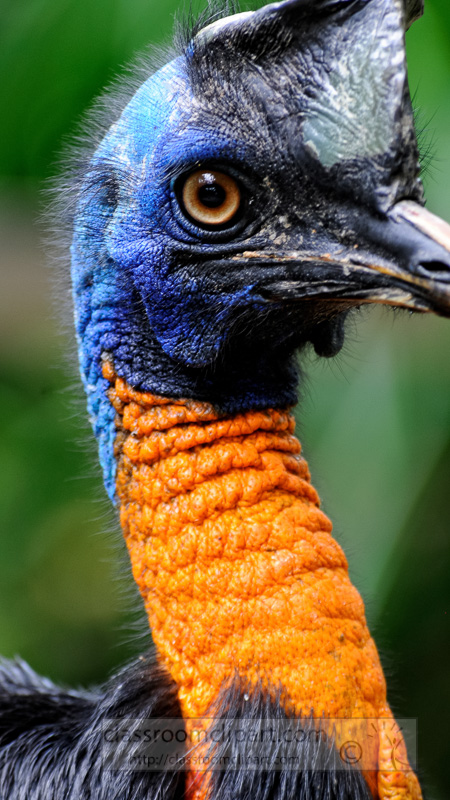cassowary-bird-image-5914a.jpg