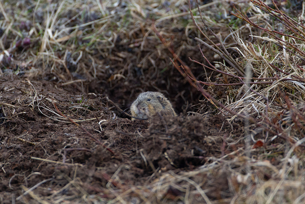 collared-lemming-in-its-burrow.jpg