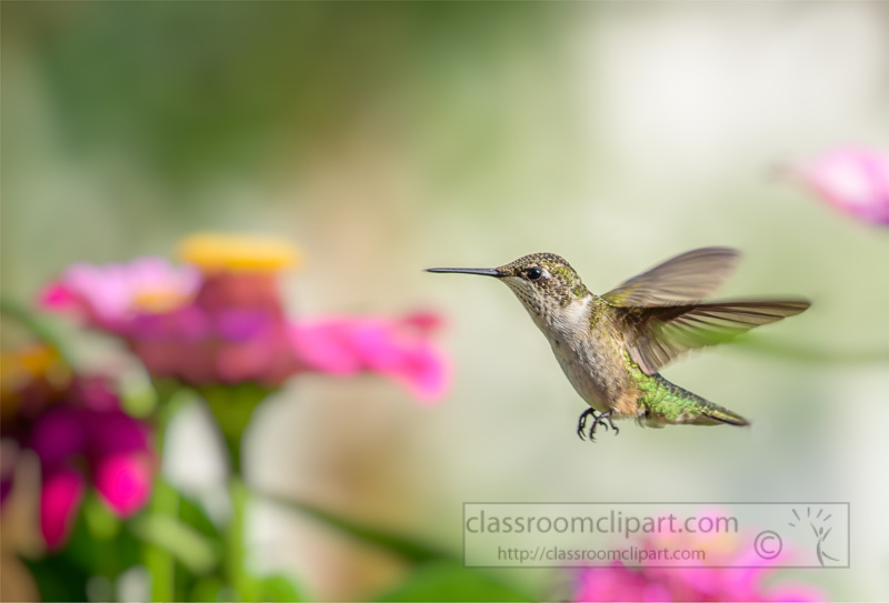 female-ruby-throated-hummingbird-8017E.jpg