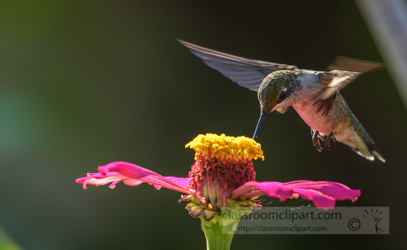 female-ruby-throated-hummingbird-feeding-flower-nectar-7923.jpg