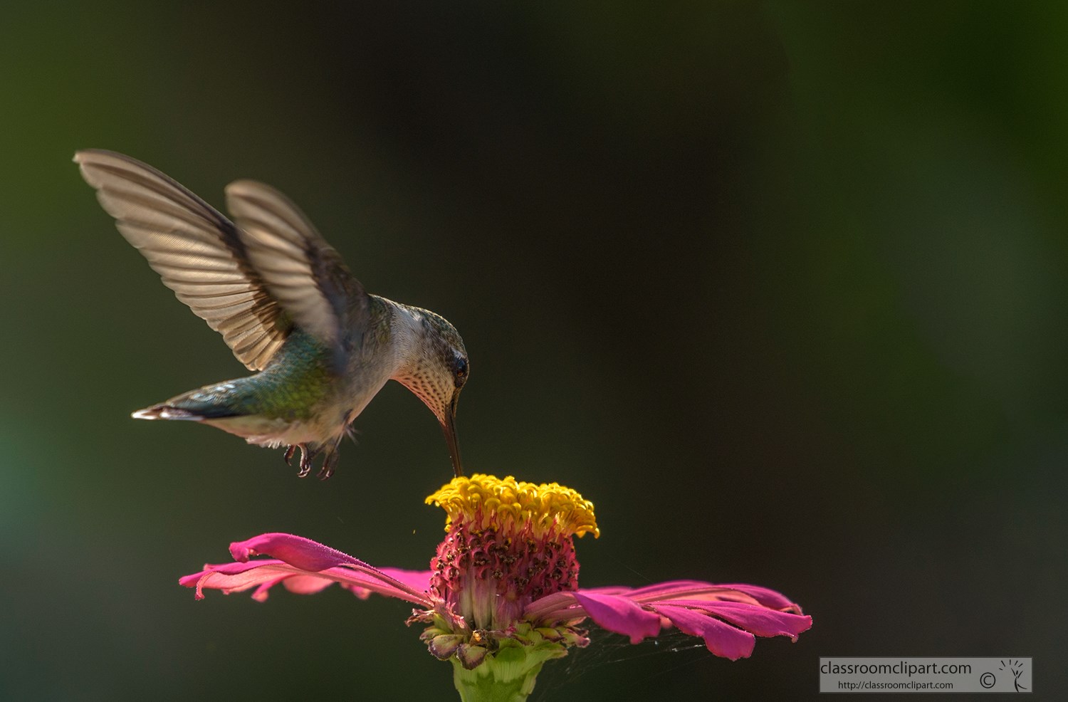 female-ruby-throated-hummingbird-feeding-flower-nectar-7932.jpg