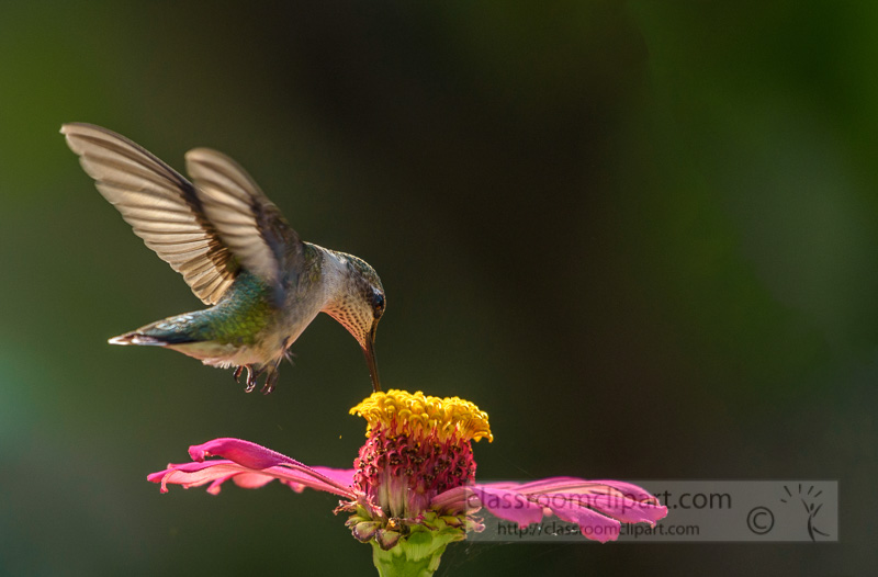 female-ruby-throated-hummingbird-feeding-flower-nectar-7932E.jpg