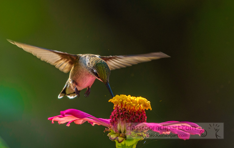 female-ruby-throated-hummingbird-feeding-flower-nectar-7933E.jpg