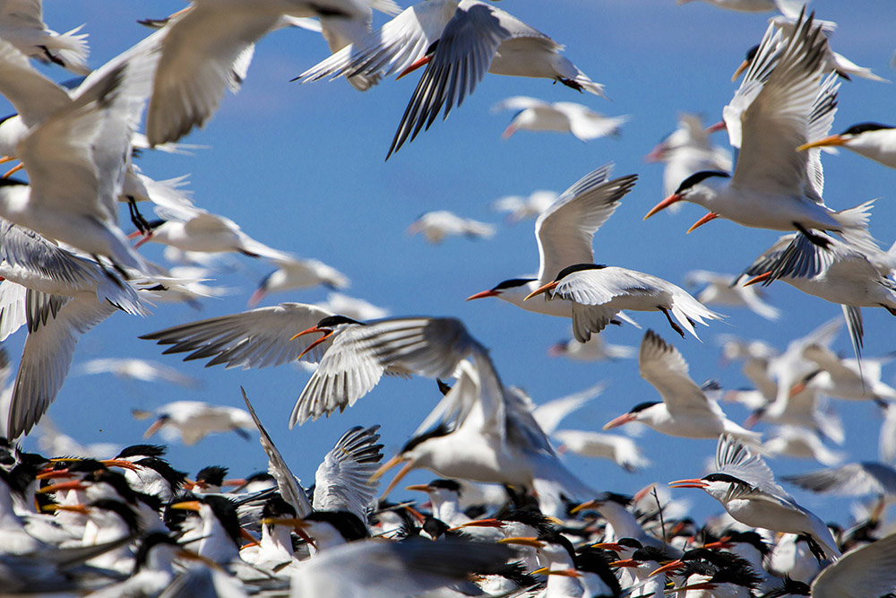 flock-of-elegant-terns-in-flight.jpg