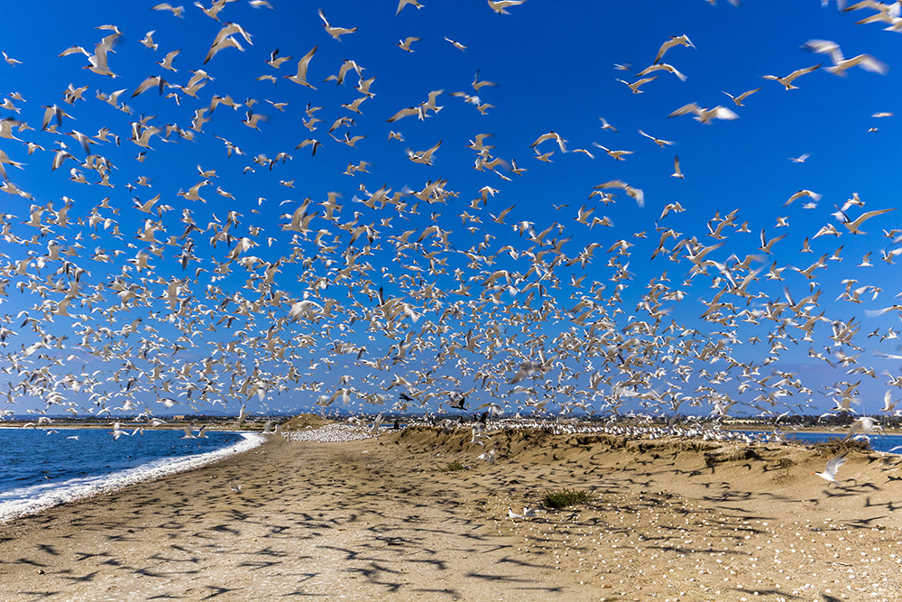 flock-of-elegant-terns-in-san-diego-california.jpg