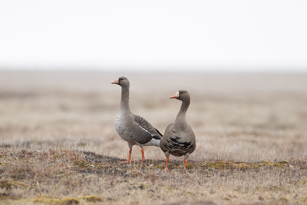 greater-white-fronted-geese.jpg