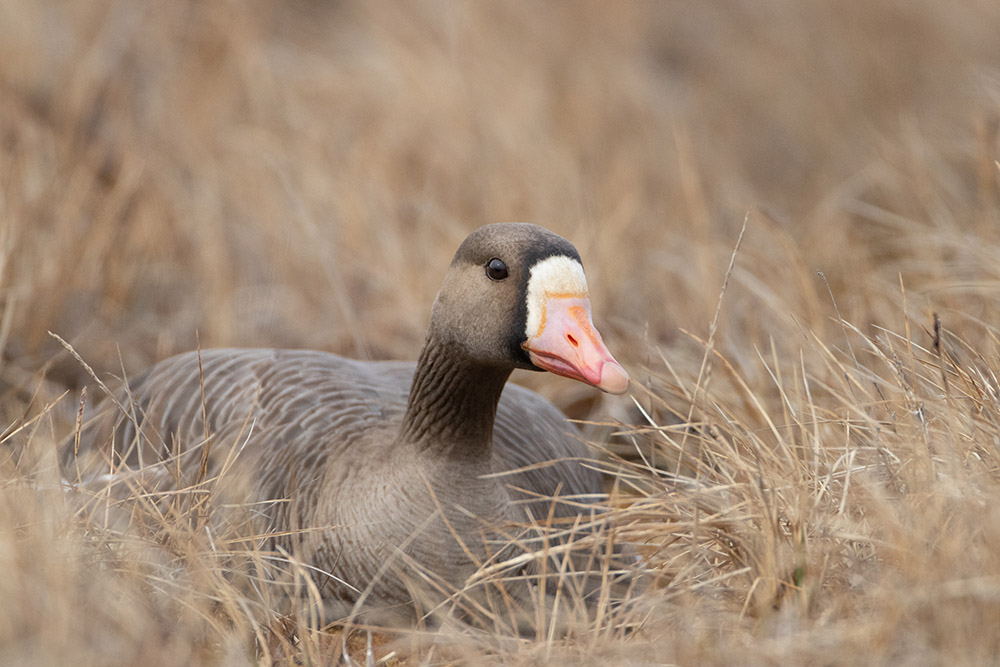 greater-white-fronted-goose.jpg
