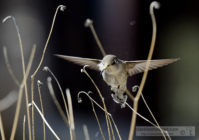 hummingbird_847A.jpg