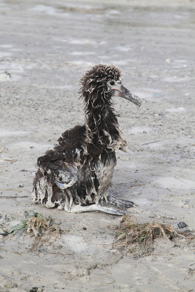 jjapanese-tsunami-surviving-laysan-albatross-chick.jpg