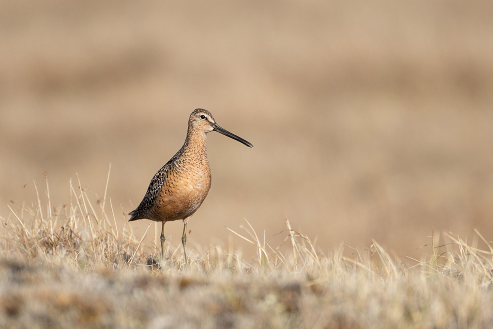 long-billed-dowitcher-pose.jpg